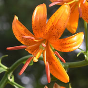 Photo of lily "Sing Out"